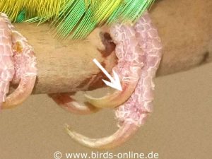Not in each case the blood vessels in the nails of the budgies can be seen as well as in this bird.