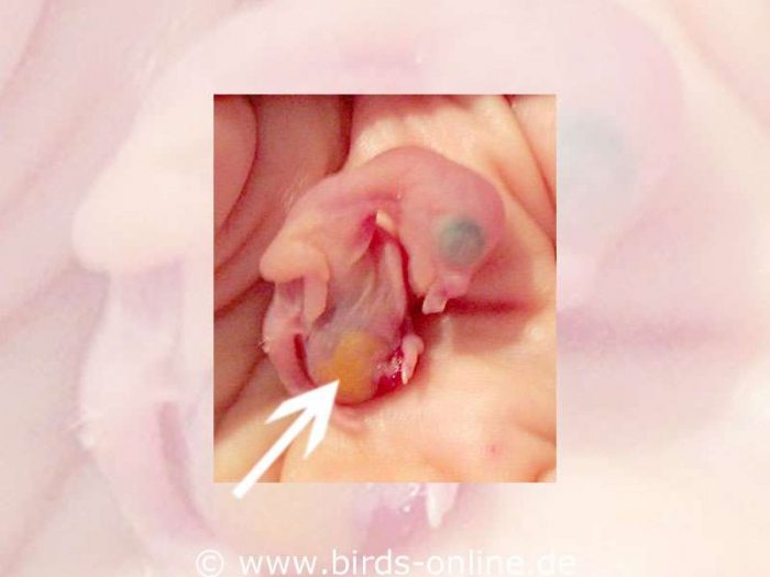 Reste des Dottersacks sind als gelber Bereich am Bauch des frisch geschlüpften Kükens zu sehen