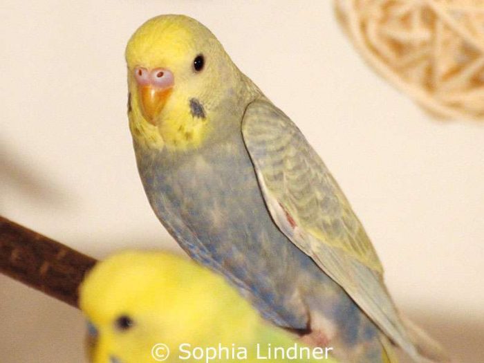 Vor der Jugendmauser war das Gesicht dieses Vogels zartgelb – junger männlicher Rainbow