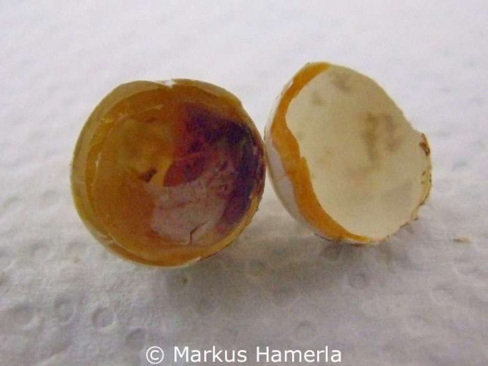 In diesem abgestorbenen Wellensittichei hat sich aus dem Embryo und dem Dotter eine klumpige Masse gebildet, die im unteren Bereich des Eis eingetrocknet ist