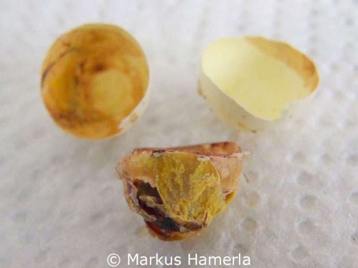 Dotter, Blut und Reste des abgestorbenen Embryos haben als Klumpen in dem abgestorbenen Ei gesteckt