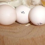 Markieren der Eier