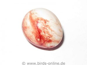 Die sehr dünne Blutkruste auf der Schale beeinträchtigt das im Ei heranwachsende Jungtier normalerweise nicht.