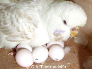 Insgesamt acht Eier liegen im Nest dieses Wellensittichweibchens.