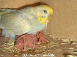 Hat eine Wellensittichmutter mehrere Jungvögel zu versorgen, ist das Hudern gar nicht so leicht.