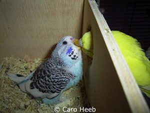 Fütterung eines Jungvogels im Nistkasten.