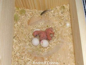 Die Jungvögel und die Eier liegen in der Nistmulde des Nistkastens.