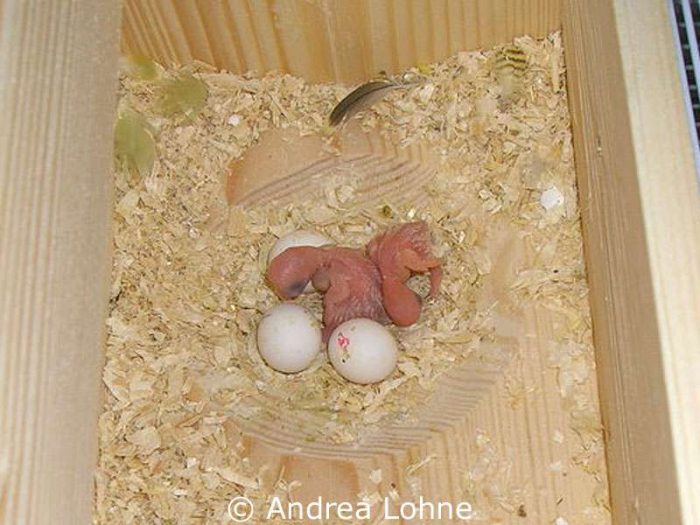 Die Jungvögel und die Eier liegen in der Nistmulde des Nistkastens