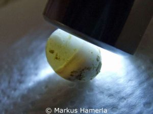 Wellensittichei mit abgestorbenem Embryo, deutlich ist im linken Bereich eine Gasblase im Ei zu erkennen, weil die Schale ist dort hell. Rechts liegt der tote Jungvogel im Ei.