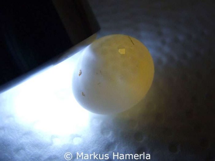 Unbefruchtetes, beschädigtes Wellensittichei, bei dem im oberen Bereich deutlich ein Loch in der Schale erkennbar ist