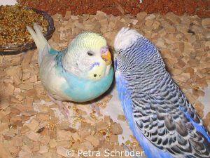 Der Jungvogel (links) bettelt den erwachsenen Artgenossen um Futter an, weil er noch nicht selbstständig ist.