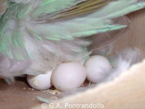 Oft liegen vier bis fünf Eier im Nest eines Wellensittichs, es können aber auch bis zu acht sein.