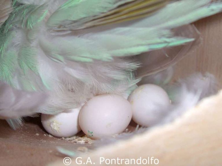 Wie Viele Eier Legt Ein Wellensittich Gelegegröße bei Wellensittichen – Birds Online
