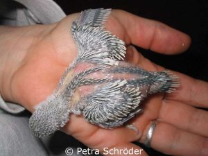 Dieser 17 Tage alte Jungvogel hatte großes Pech und ein Teil seiner Federn auf dem Rücken ist ihm von seiner Mutter ausgerissen worden.