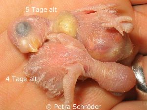 Im Kropf des oberen, fünf Tage alten Kükens sind kleine dunkle Bereiche zu sehen - die Mutter mischt Körner unter die Kropfmilch.