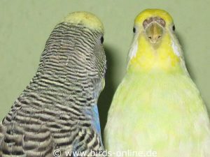 Bei diesem Streit zweier Weibchen versucht der gelbe Vogel auszuweichen - in einem Nistkasten ist das kaum möglich, weshalb Angriffe im Nest so gefährlich sind.