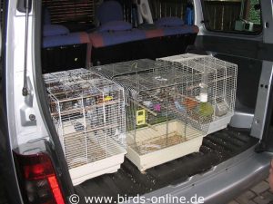 Auf mehrere kleine Käfige waren die 43 Vögel für den Abtransport verteilt worden.