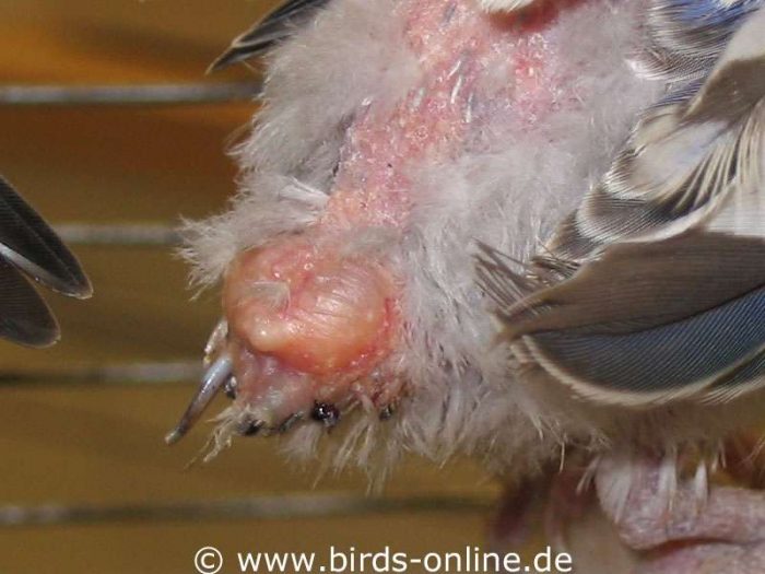 Verstopfte und entzündete Bürzeldrüsen wurden bei mehreren Vögeln diagnostiziert