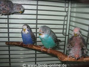 Vier Vögel aus der Gruppe der 43 Dortmund-Wellis.