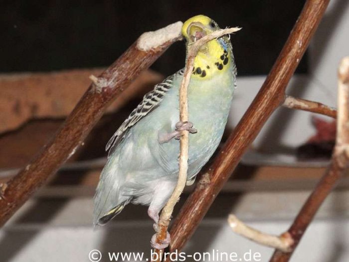 Clevere Geschäftsidee