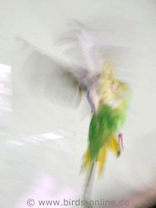 Zwar ist dieses ohne Blitz entstandene Flugfoto völlig unscharf, aber es ist gleichzeitig auch sehr dynamisch und spiegelt die schnellen Bewegungen des Vogels wider.