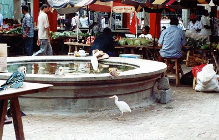 Auf dem Markt von Mahé mischen sich einige meiner Vögel unter das (Vogel-)Volk