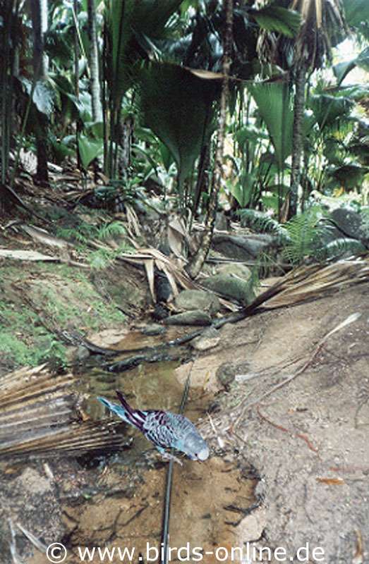 Im Vallée de Mai auf Praslin trinkt Kiki einen Schluck Wasser aus einem sauberen Bach.