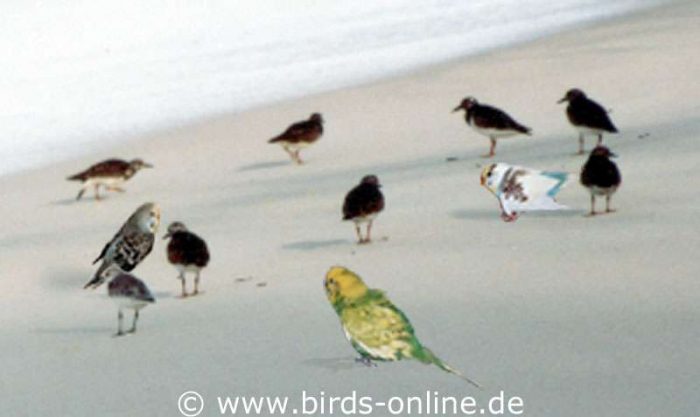Tethys (links), Jupiter (Mitte) und Io mischen sich am Strand von Bird Island unter die anderen Touristen.