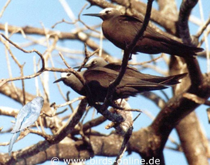 Mutig spionierte Dione ein paar rastende Noddis aus