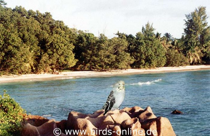 Tethys genießt auf La Digue die Zeit kurz vor Sonnenuntergang