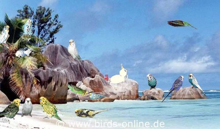 Der ganze Birds-Online-Schwarm gemeinsam mit Nellie am Traumstrand Anse Source d'Argent auf La Digue