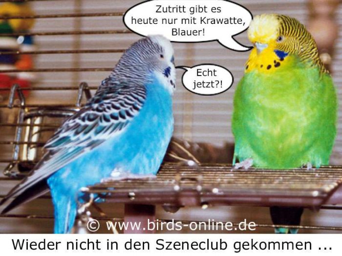 Wieder nicht in den Szeneclub gekommen ...