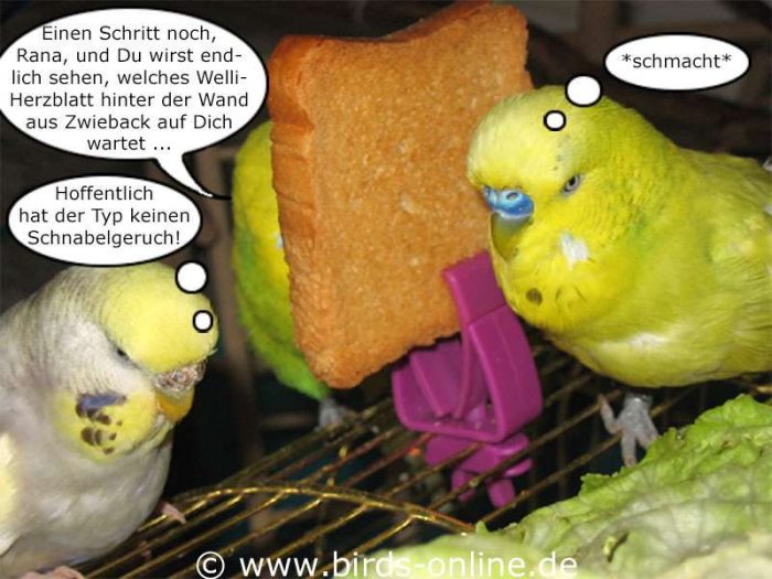 Neulich in der Dating-Show für Wellis ...