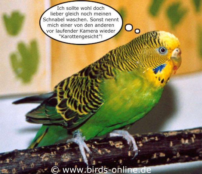 hundkatzemaus - Teil 3