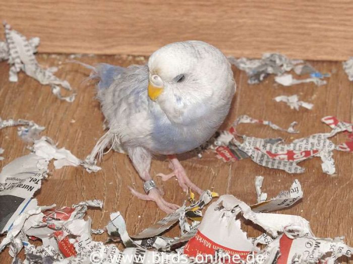 Können diese Augen lügen ...?