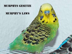 Murphys Gesetze