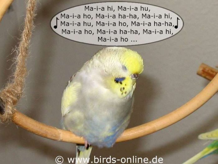 Der Ohrwurm - Teil 1