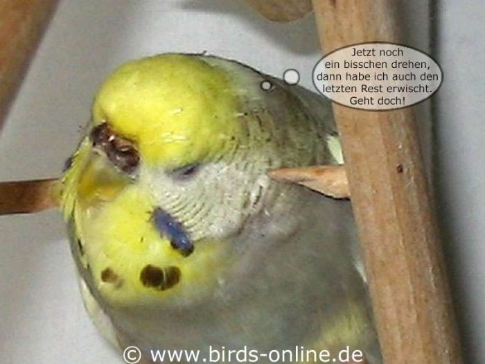 Der Ohrwurm - Teil 5