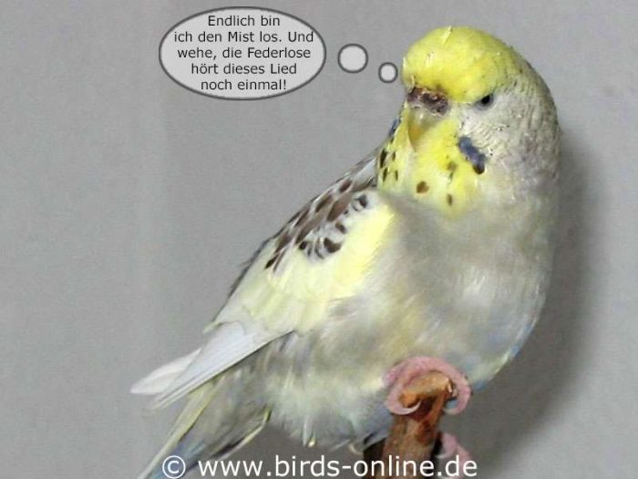 Der Ohrwurm - Teil 6