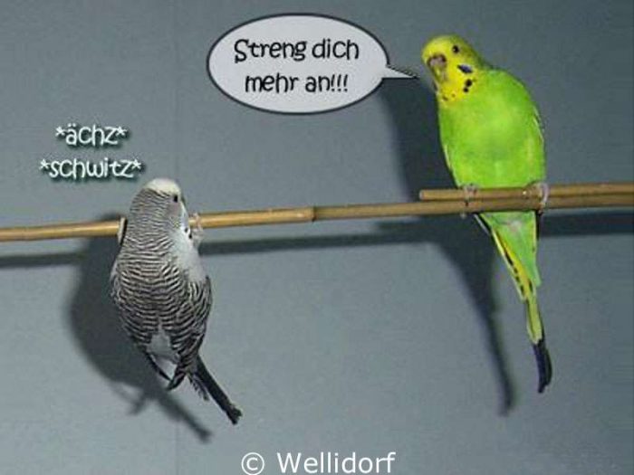 Klimmzüge sind anstrengend ...