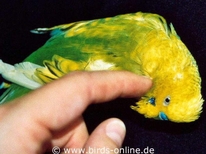 Physiotherapie und Massage gehören auch zu den Olympischen Spielen der Wellensittiche.