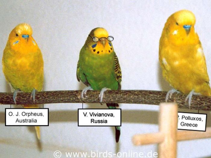 Drei Unparteiische aus verschiedenen Ländern.