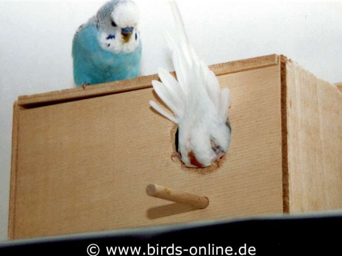 Paula Bigbelly, USA, beim Nistkasten-Kunstturnen.