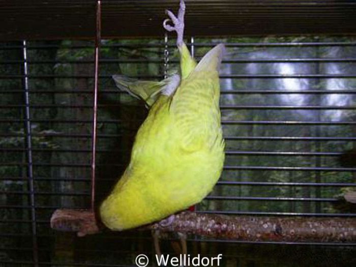 Joy Jónsdóttir ist im Hängehalten unschlagbar.