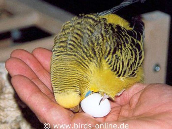 Helene Heckmann hochkonzentriert beim Eierwenden.