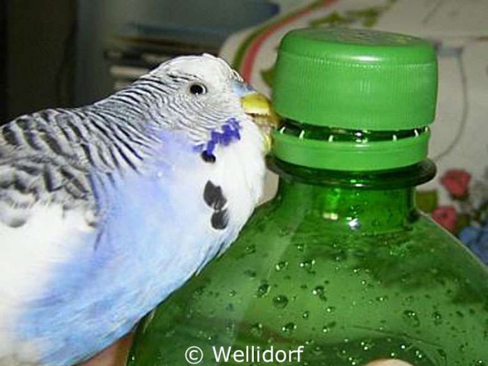 Flaschenaufschrauben ist eine komplizierte Disziplin, die Flummi perfekt beherrscht.