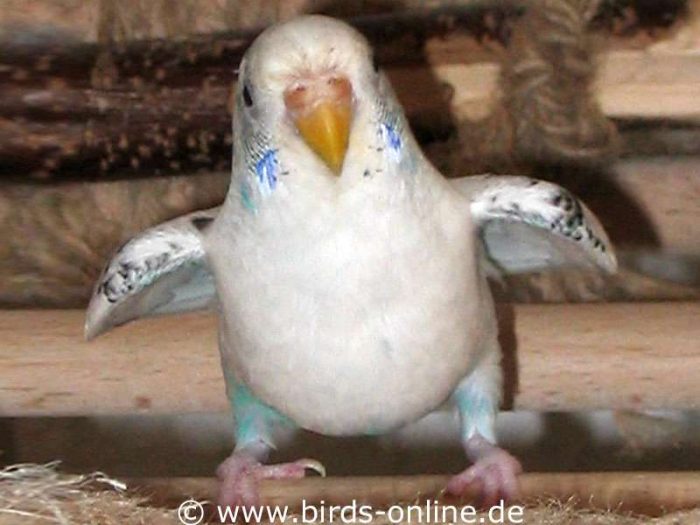 Himalia Hernandez-Lopéz bei ihrer virtuosen Darstellung eines kirgisischen Steppenadlers.