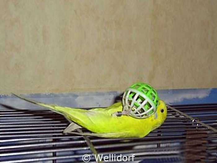 Ganze 270 Umdrehungen pro Minute schafft Joy Jónsdóttir beim Balldrehen.