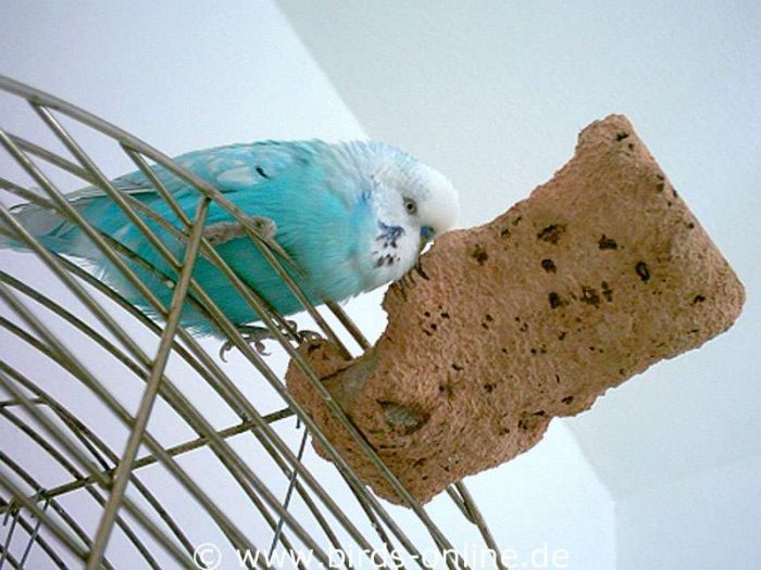 Max Masters ist der Großmeister des Turmspringens.