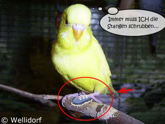 Bommel kann perfekt Stangen schrubben, scheint darüber aber nicht immer glücklich zu sein.